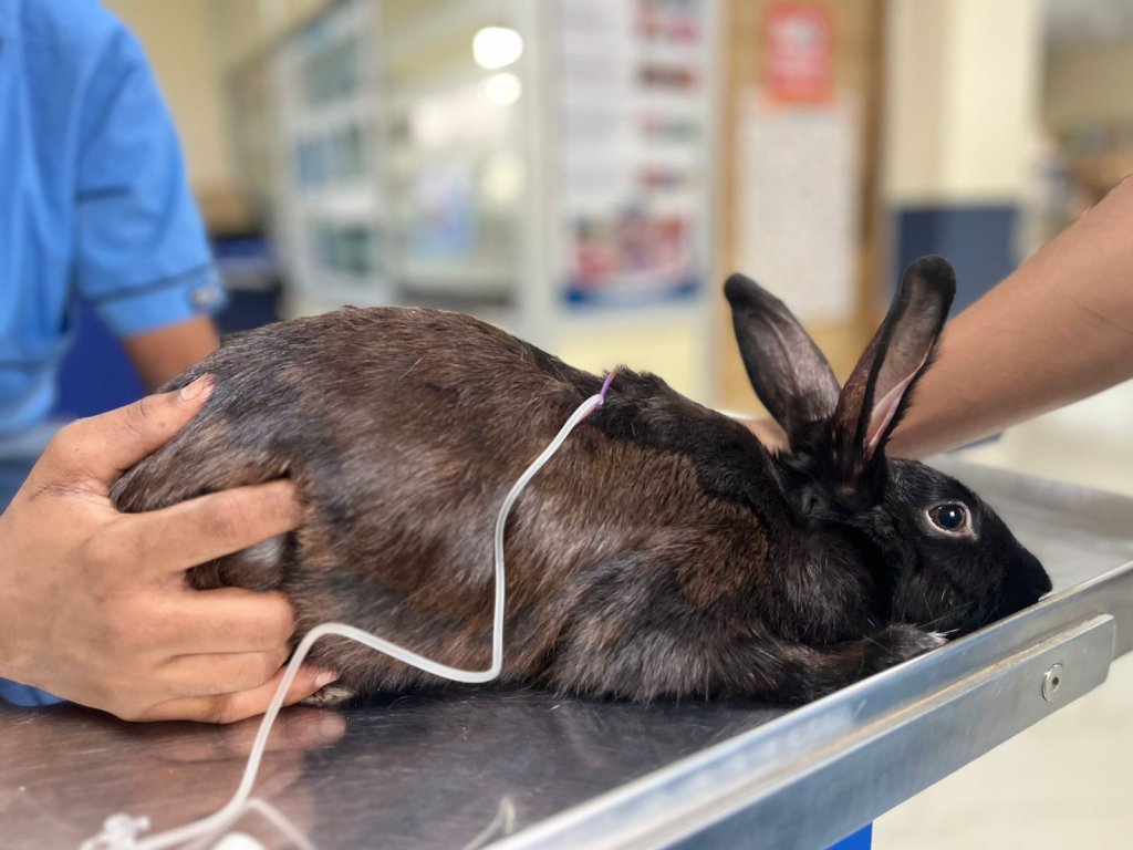 Emergency Services - AVC Multispeciality Pet Care Hospital