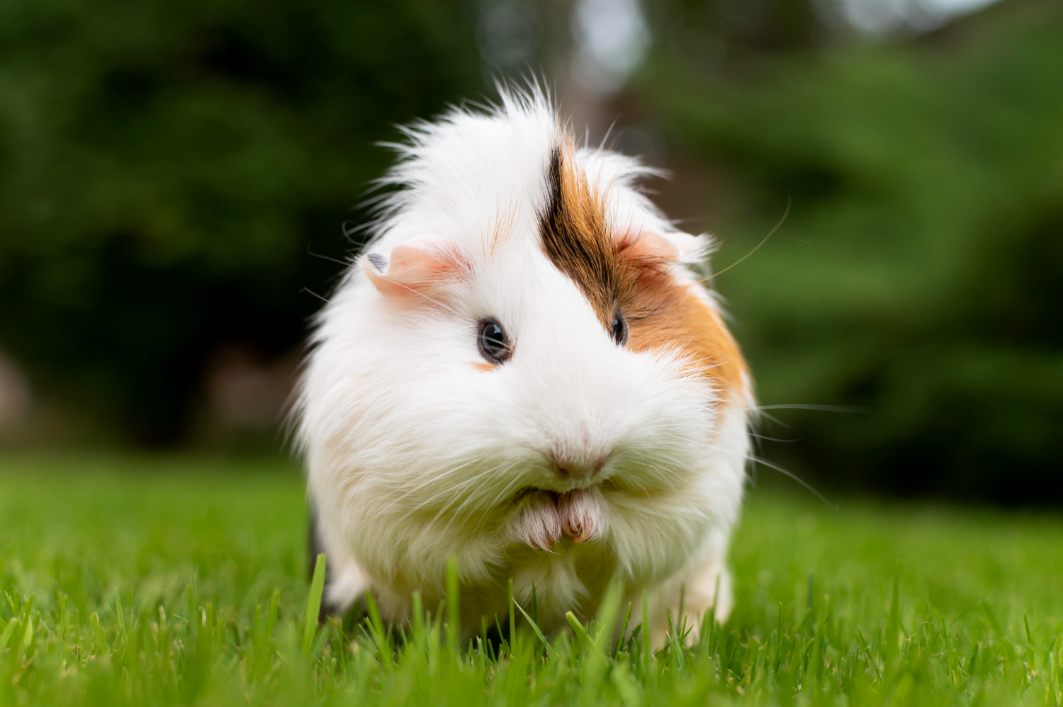 Guinea Pigs & Hamster