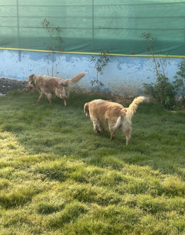 avc_center_dogs_walking